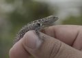 Lagartijas de Yucatán podrían alertar sobre el impacto del cambio climático, revela estudio de la UNAM