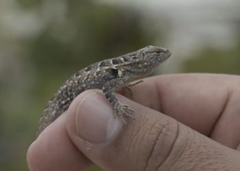 Lagartijas de Yucatán podrían alertar sobre el impacto del cambio climático, revela estudio de la UNAM