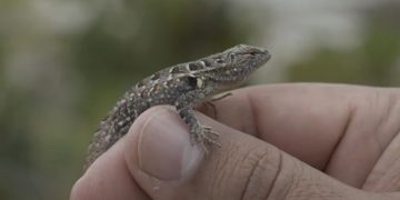 Lagartijas de Yucatán podrían alertar sobre el impacto del cambio climático, revela estudio de la UNAM