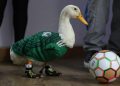 Piden a la FIFA “mocharse” con la familia del pato Merlín tras su viralidad en el Mundial 2026