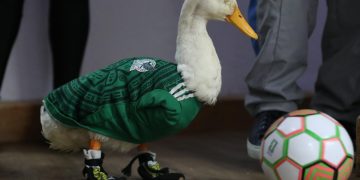 Piden a la FIFA “mocharse” con la familia del pato Merlín tras su viralidad en el Mundial 2026
