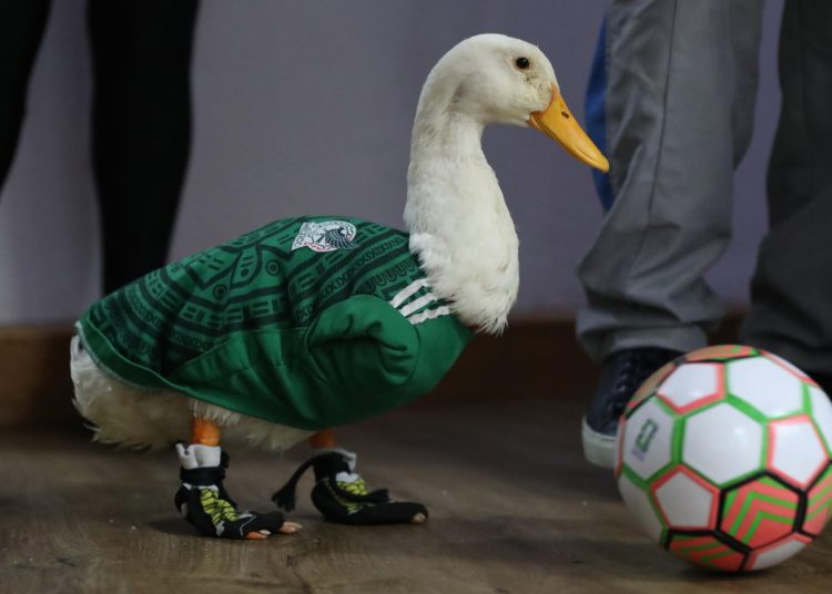 Piden a la FIFA “mocharse” con la familia del pato Merlín tras su viralidad en el Mundial 2026