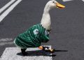 "El nombre del Pato Merlín revoluciona el mundo con 1.2 billones de conversaciones": Especialista