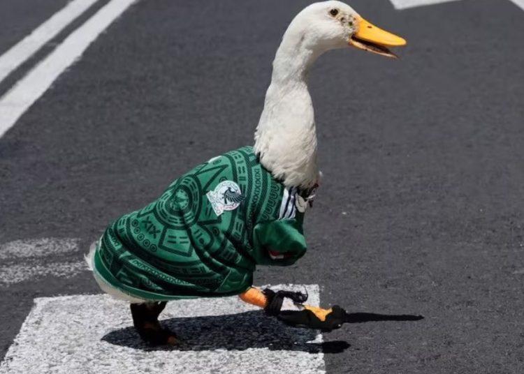 "El nombre del Pato Merlín revoluciona el mundo con 1.2 billones de conversaciones": Especialista