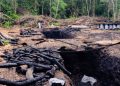 Profepa y Guardia Nacional desmantelan complejo clandestino de carbón vegetal en la Sierra de Tamaulipas