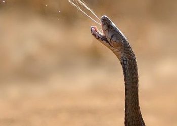 Con un ojo en las serpientes y otro en Qatar