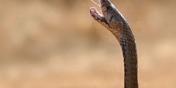 Con un ojo en las serpientes y otro en Qatar