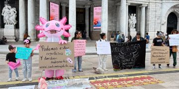 Protectoras del ajolote critican al Gobierno de CDMX por falta de acciones en Xochimilco