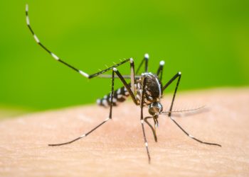 Salud reporta disminución de casos de dengue en México tras campañas preventivas
