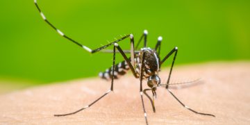 Salud reporta disminución de casos de dengue en México tras campañas preventivas