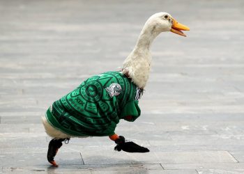 Otorgan registro de marca del “PATO MERLÍN” a su propietaria, Karla Ivette Gómez López