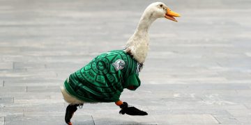 Otorgan registro de marca del “PATO MERLÍN” a su propietaria, Karla Ivette Gómez López
