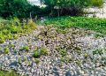 Sheinbaum ordena informe por muerte masiva de peces en la Cuenca del Papaloapan