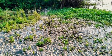 Sheinbaum ordena informe por muerte masiva de peces en la Cuenca del Papaloapan