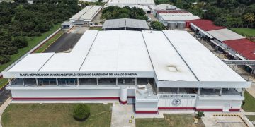 México y EE.UU. impulsan planta de moscas estériles contra el gusano barrenador