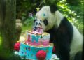 ¡Así celebró Xin Xin su cumpleaños 36!