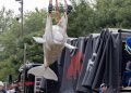 Trasladan belugas de Marineland a nuevos hogares en Estados Unidos y España tras cierre del parque