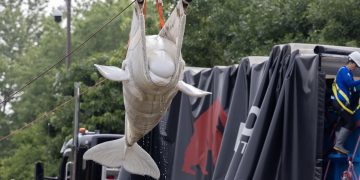 Trasladan belugas de Marineland a nuevos hogares en Estados Unidos y España tras cierre del parque