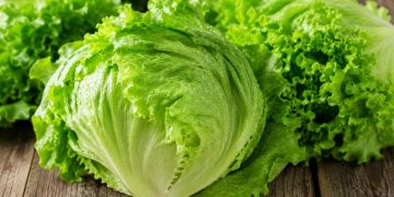 Retiran lechuga en EU por posible vínculo con brote de ciclosporiasis
