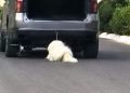 Muere Rocky el perro que indignó a México por un caso de crueldad animal