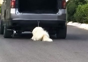 Muere Rocky el perro que indignó a México por un caso de crueldad animal