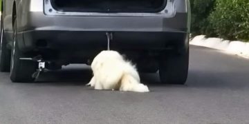 Muere Rocky el perro que indignó a México por un caso de crueldad animal