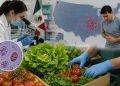 Secretaría de Salud investiga si algún producto mexicano está relacionado con brote de ciclosporiasis en EU