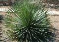 Productores de sotol piden reformar el IEPS para proteger la bebida tradicional