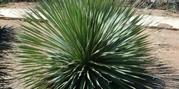 Productores de sotol piden reformar el IEPS para proteger la bebida tradicional