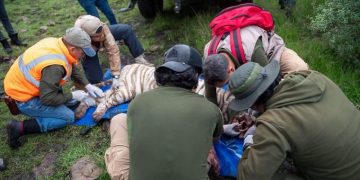 Capturan a Kenzo, el tigre de Bengala blanco que escapó en el Estado de México