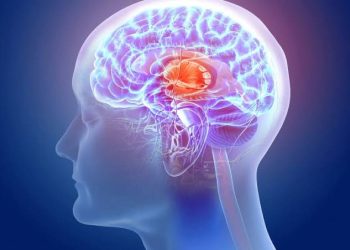 Hallan posible falla en el sistema de limpieza del cerebro relacionada con alzhéimer y ELA