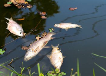 Miles de peces aparecen muertos en Puerto Morelos; investigan impacto del sargazo en el Caribe