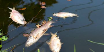 Miles de peces aparecen muertos en Puerto Morelos; investigan impacto del sargazo en el Caribe