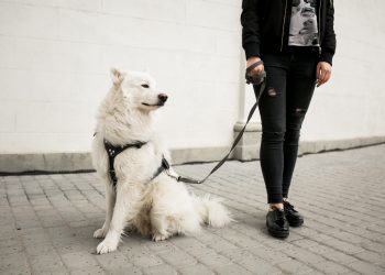 PAN propone sanciones más severas por pasear perros sin correa en CDMX