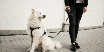 PAN propone sanciones más severas por pasear perros sin correa en CDMX