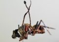 Descubren en México seis “hongos zombis” que controlan hormigas