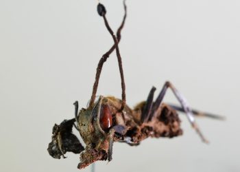 Descubren en México seis “hongos zombis” que controlan hormigas