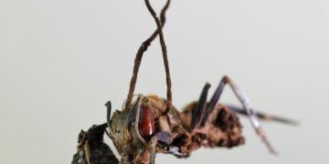 Descubren en México seis “hongos zombis” que controlan hormigas