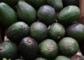 Sin mayores afectaciones, se reanuda exportación del aguacate michoacano