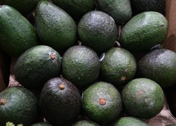 Sin mayores afectaciones, se reanuda exportación del aguacate michoacano