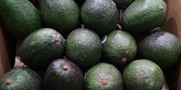Sin mayores afectaciones, se reanuda exportación del aguacate michoacano