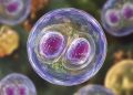 México descarta presencia del parásito Cyclospora en 16 hoteles de la Riviera Maya