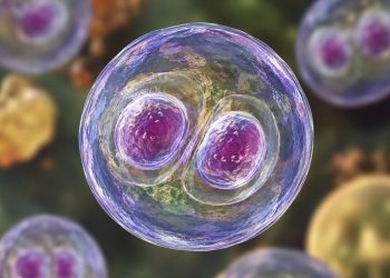 México descarta presencia del parásito Cyclospora en 16 hoteles de la Riviera Maya