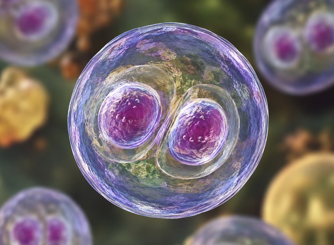 México descarta presencia del parásito Cyclospora en 16 hoteles de la Riviera Maya