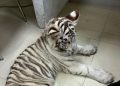 Profepa rescata y traslada a cachorra de tigre blanco asegurada en CDMX