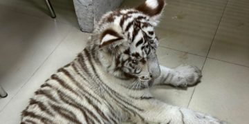 Profepa rescata y traslada a cachorra de tigre blanco asegurada en CDMX
