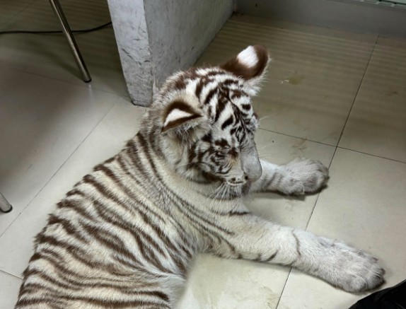 Profepa rescata y traslada a cachorra de tigre blanco asegurada en CDMX