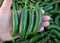 Brote de salmonela en EU es vinculado a jalapeños de Sinaloa; Gobierno inicia investigación