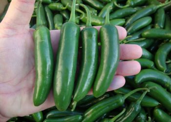 Brote de salmonela en EU es vinculado a jalapeños de Sinaloa; Gobierno inicia investigación