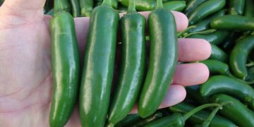 Brote de salmonela en EU es vinculado a jalapeños de Sinaloa; Gobierno inicia investigación